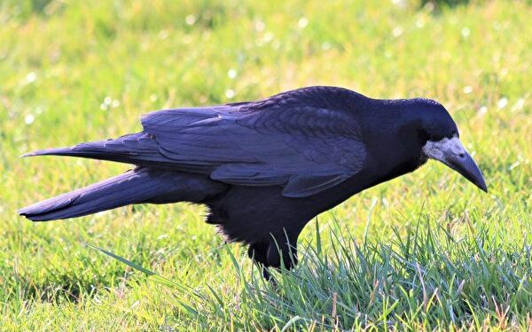 Black Crow Dark Nature Bird Animal Silhouette