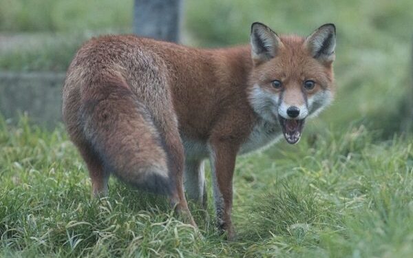BATH, ENGLAND - JANUARY 12: A fox walks through a cemetery at dusk on January 12, 2018 in Bath, England. Although the number of foxes in the UK is actually on the decline, according to a recent study the number of urban foxes in England has quadrupled in the past 20 years with an estimated 150,000 foxes in England, or about one for every 300 urban residents.? (Photo by Matt Cardy/Getty Images)