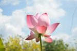 香港希望之聲 香港希望之聲