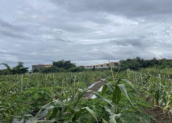 緬最大電詐中心遭突襲數千人逃離 泰移民局：多為中國人