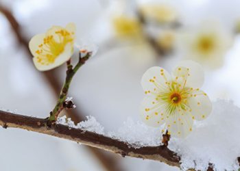 《野草．閑花．佳作》_【「廣結善緣千萬家」(傳統文化編)第3集】(半小時版)