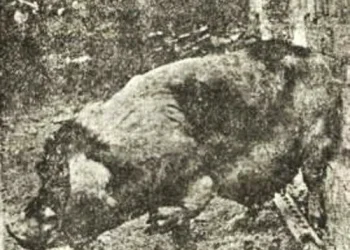 六道輪迴個案 畜生轉世為人 身上保留前世痕跡