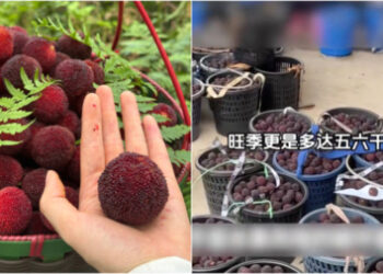 世界奇聞怪事_【生活廣場(講盡天下事) 第四十五集】