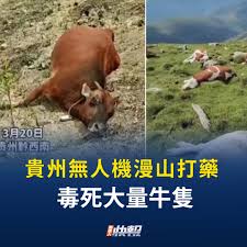 【社會譽論】中共國多地無人機噴灑後出現牛群成批死亡, 盧山景區受無人區噴灑後出現咳嗽及呼吸道疾病. 中共國出現中學生大量出賣朋輩到東南詐騙園區, 泰國醫院涉黑器官移植交易, 警方知情？！中共國地方政府加碼割韭菜, 貪官入罪門檻卻十倍大幅放寬, 利用司法割韭菜已在路上, 躺平涉國安風險？中共諉過境外勢力.