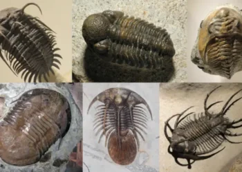 三葉蟲化石_【廣結善緣千萬家(談天說地篇)第一百一十一集】